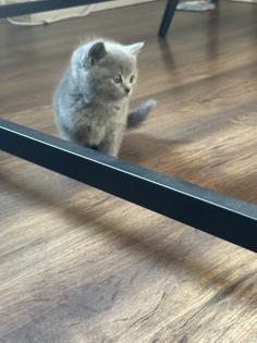 Britisch kurzhaar kitten