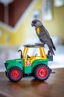 Papagei Rüppellpapagei Blausteißpapagei Poicephalus rüppelli geschl. beringt Herkunftsnachw.