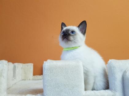 Thaikatze alte Art der Siam Kater Siamkater