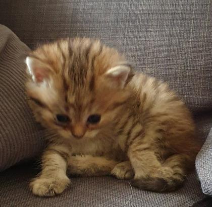 BKH Kitten 13 Wochen