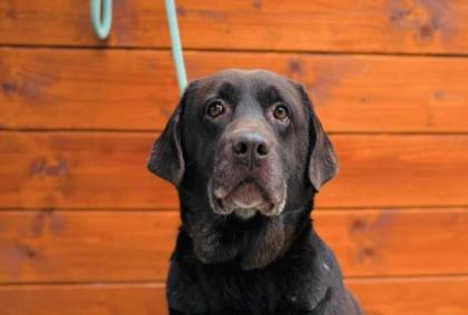 Karamba ein typischer Labrador