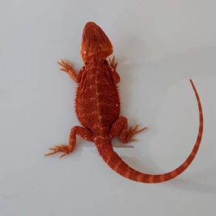 Suche schöne rote weiße Bartagamen Farbagamen wie Cawley Red P. Vitticeps Zero etc.