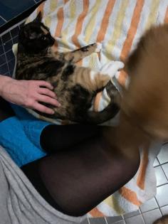Trines Kitten suchen ein zu Hause