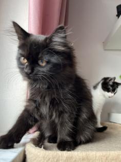 2 Baby BKH-Mix Kitten bereit für Abgabe