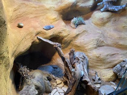 Schönes Terrarium komplett eingerichtet mit 2 Leopard-Geckos