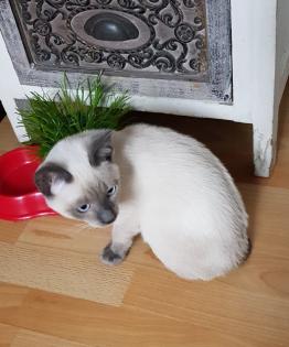 Siam / Thai Kitten Blue Point Babys Kätzchen. 1 Junge. Abgabebereit.