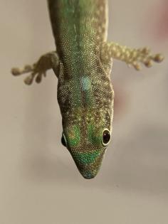 Phelsuma Robertmertensi