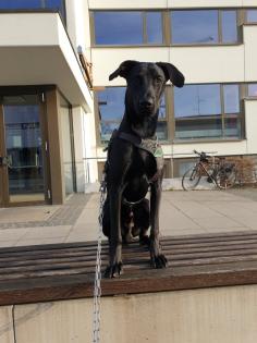 Magyar Vizsla-Malinois Mix