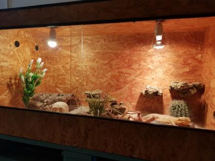 Bartagame männlich 8 J. mit Terrarium und Einrichtung
