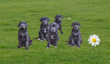 Mischlingswelpen Cane Corso Labrador Dogge