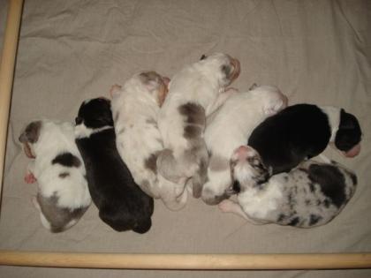 Australian Shepherd Welpen mit Papieren suchen ein Zuhause