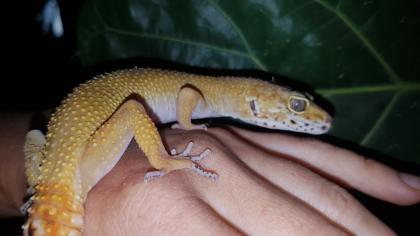 Leopardgeckos 1 Männlein 2 Weiblein sowie 1 weibliches Jungtier