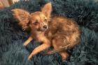 KLEIN TOMMY - Langhaar-Chihuahua - 5 Monate - Tierhilfe-Franken e. V.