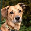 OSANO - fitter und verschmuster Mix - 7 Jahre - Tierhilfe-Franken e. V.
