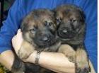 Schäferhundwelpen aus Hobbyzucht mit SV-Ahnentafeln