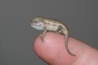 15 Baby Chamäleons RUDIS Zweistreifen Chamäleon DNZ von 03/09