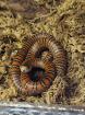 Lampropeltis knoblochi NZ 2024