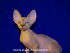 Canadian Sphynx Kätzchen