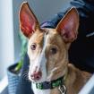 GINIO - Podenco - 3 Jahre - Tierhilfe-Franken e. V.