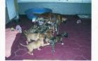 Boxerwelpen