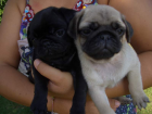 Mops Welpen reinrassig mit Stammbaum