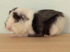 Knuffige Mäuschen.