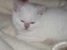 Katze entlaufen