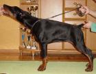 JagdterrierKleiner Mann ganz gross Suche ein