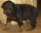 BULLTERRIERBullterrier / Standart/ -Welpen. Oh