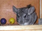 Heller Chinchilla Standard Bock sucht eine Freundin