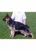 Dt. Schäferhund