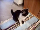Main Coon/Hauskatze Mix 7 Monate