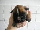 Boxerwelpen m. P. ab Anfang Mai