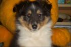Sheltie-Rüden Zwergcollie