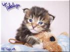 VON AMMICHTS NETTE KITTEN BKH