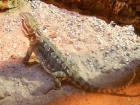 Zwergbartagame