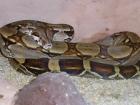 Boa c. imperator