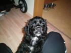 Lieber Am. Cocker Spaniel abzugeben