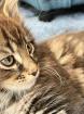 Maine Coon Kitten mit Schmuseabitur und Papieren