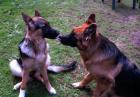 Chihuahua langhaar Rüde 6 Monate