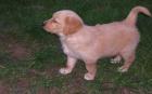 Golden Retriever Welpen abzugebenBildschoene