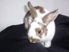 2Zwergkaninchen 1Käfig