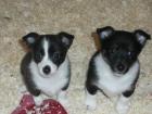 Jack Russel Mischlingswelpen mit Shelti