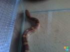 Kornnatter Bloodred NZ05