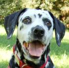 JOSY DA - Dalmatiner - 11 Jahre - Tierhilfe-Franken e. V.