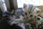 WHISKAS-BABIES BKH SILBERTABBY