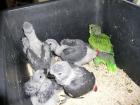 Graupapageienbabys