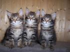 Maine Coon Babys