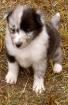 Sheltie Hündin Bi-blue