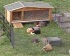 Meerschweinchen aus NRW zu Abgabe